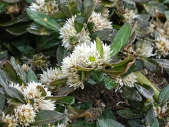 Alternanthera paronychioides