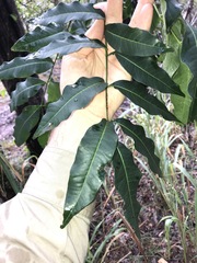 Flindersia australis