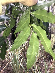 Flindersia australis