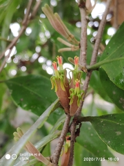 Dendrophthoe pentandra