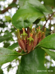 Dendrophthoe pentandra