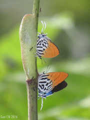 Drupadia ravindra moorei