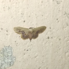 Idaea gemmaria
