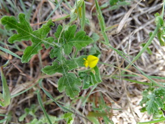 Crotalaria hebecarpa