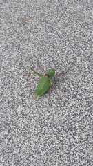 Poecilimon schmidtii