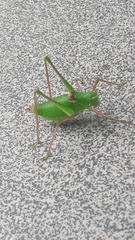 Poecilimon schmidtii