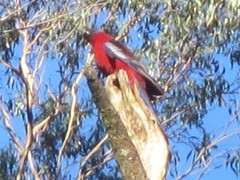 Platycercus elegans elegans