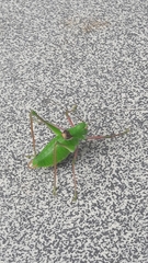 Poecilimon schmidtii