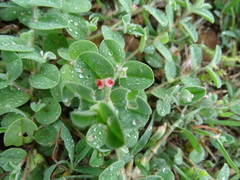 Indigofera cordifolia