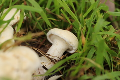 Leucopaxillus cerealis