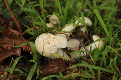 Leucopaxillus cerealis