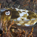 Mourning Cuttlefish - Photo (c) mattdowse, some rights reserved (CC BY-NC)