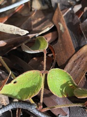 Desmodium rhytidophyllum
