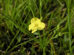 Linum medium