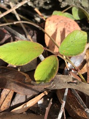 Desmodium rhytidophyllum
