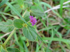 Commicarpus chinensis