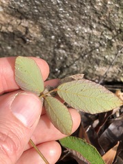 Desmodium rhytidophyllum