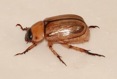 Anomala pallida