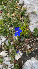 Gentiana bavarica