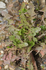 Podosphaera erigerontis-canadensis