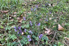 Soldanella montana