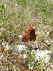 Malacosoma franconicum