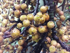 Ficus semicordata