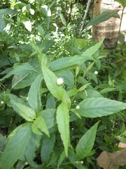 Alternanthera flavescens