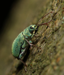 Phyllobius argentatus