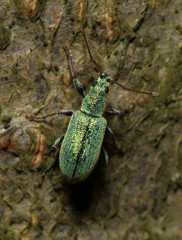 Phyllobius argentatus
