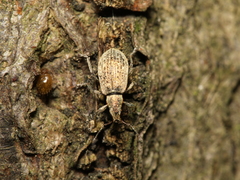 Polydrusus cervinus