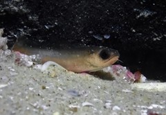Pseudophycis breviuscula
