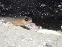 Pseudophycis breviuscula