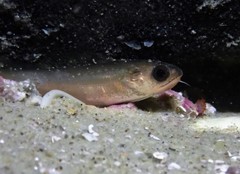 Pseudophycis breviuscula