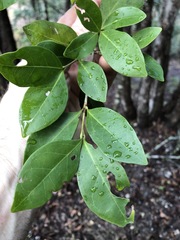 Cyclophyllum longipetalum