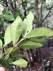 Cyclophyllum longipetalum
