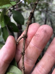 Cyclophyllum longipetalum