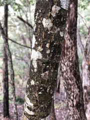 Cyclophyllum longipetalum