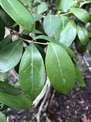 Cyclophyllum longipetalum
