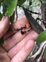 Cyclophyllum longipetalum