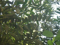 Pterospermum javanicum