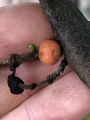 Cyclophyllum longipetalum