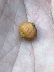 Cyclophyllum longipetalum