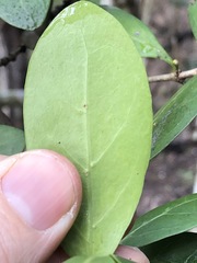 Cyclophyllum longipetalum
