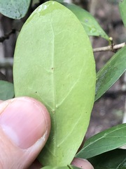 Cyclophyllum longipetalum