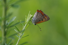Lycaena phlaeas daimio