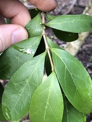 Cyclophyllum longipetalum