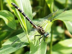 Stylogomphus sigmastylus