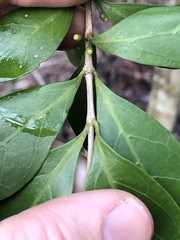 Cyclophyllum longipetalum