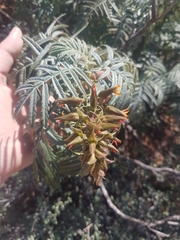 Melianthus pectinatus